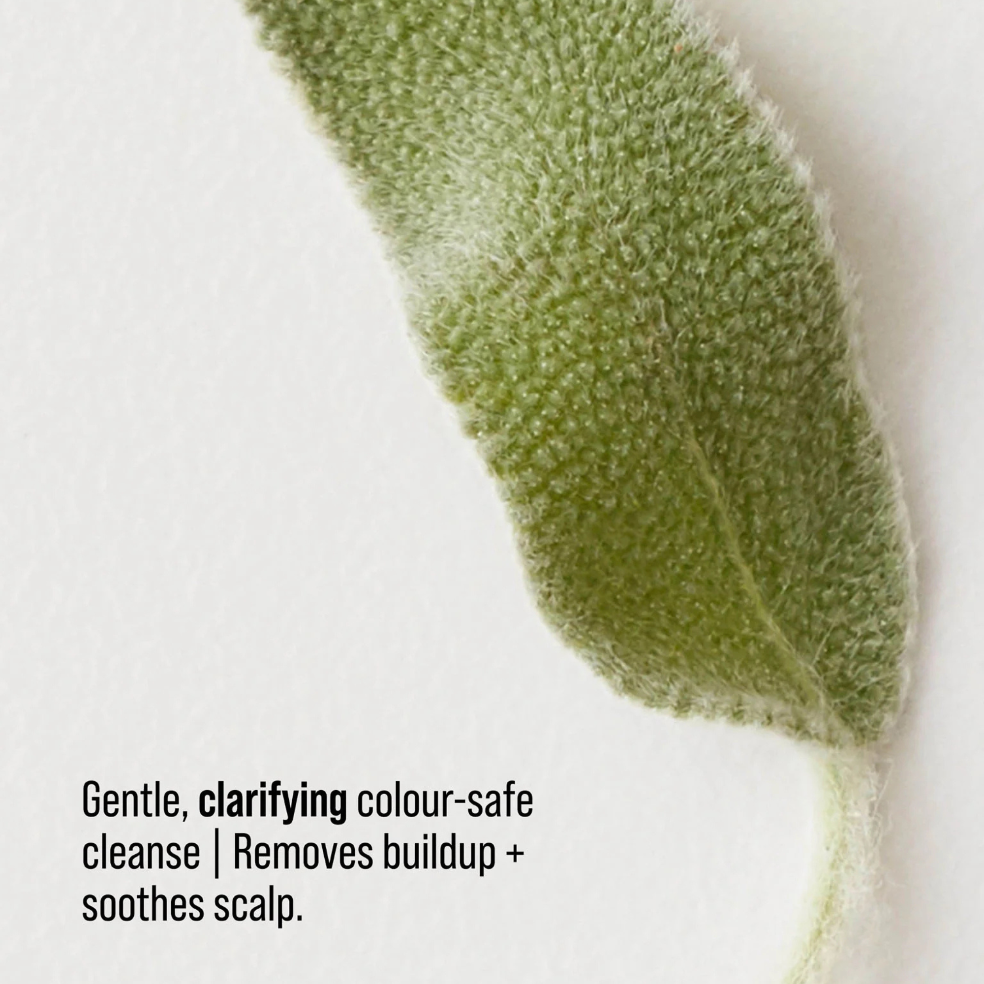 RENEW - CLARIFYING SHAMPOO