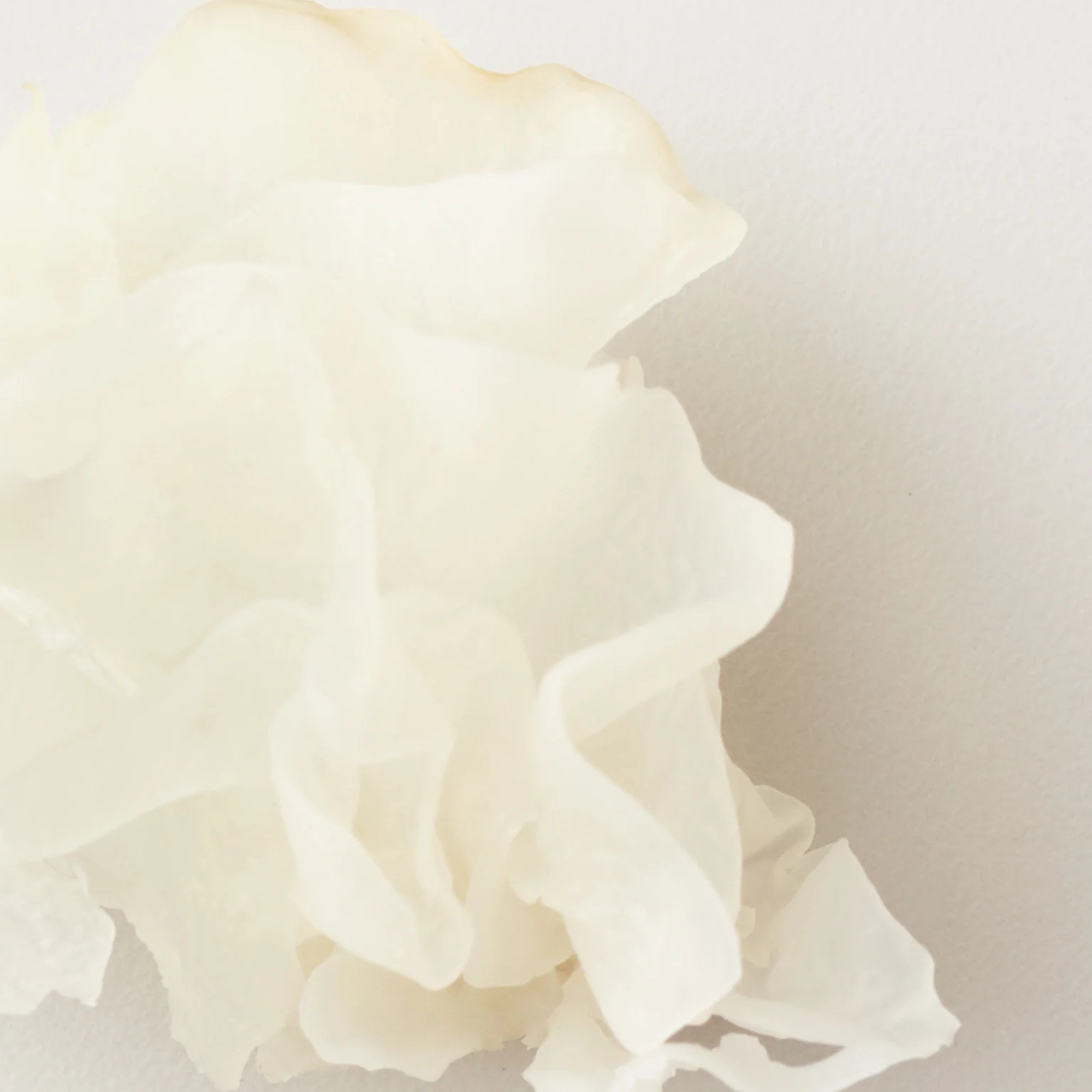 NOURISH - SNOW MUSHROOM HYDRATING MASK