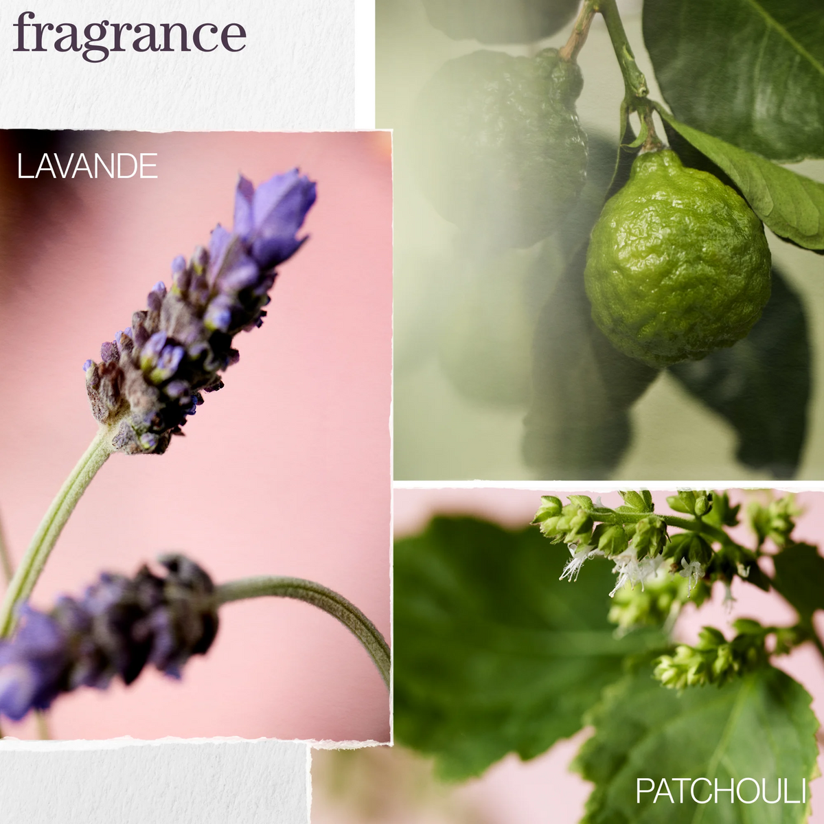 HYDRATE - HUILE GLOW CATCHER